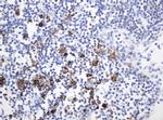 HIF3A Antibody in Immunohistochemistry (Paraffin) (IHC (P))