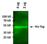 6x-His Tag Antibody in Western Blot (WB)