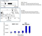 HIV1 Tat Antibody in ChIP Assay (ChIP)