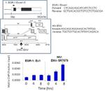 HIV1 Tat Antibody in ChIP Assay (ChIP)