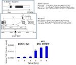 HIV1 Tat Antibody in ChIP Assay (ChIP)