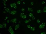 HK2 Antibody in Immunocytochemistry (ICC/IF)