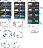 HLA-A2 Antibody in Flow Cytometry (Flow)