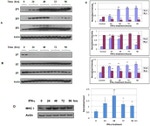 HLA-ABC Antibody in Western Blot (WB)