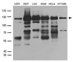 HLTF Antibody in Western Blot (WB)