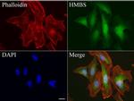 HMBS Antibody in Immunocytochemistry (ICC/IF)