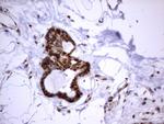 HMBS Antibody in Immunohistochemistry (Paraffin) (IHC (P))