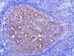 HMBS Antibody in Immunohistochemistry (Paraffin) (IHC (P))