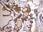 HMBS Antibody in Immunohistochemistry (Paraffin) (IHC (P))