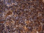 HMBS Antibody in Immunohistochemistry (Paraffin) (IHC (P))