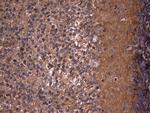 HMBS Antibody in Immunohistochemistry (Paraffin) (IHC (P))