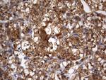 HMBS Antibody in Immunohistochemistry (Paraffin) (IHC (P))