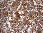 HMBS Antibody in Immunohistochemistry (Paraffin) (IHC (P))