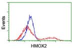 HMOX2 Antibody in Flow Cytometry (Flow)