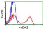 HMOX2 Antibody in Flow Cytometry (Flow)