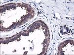 HMOX2 Antibody in Immunohistochemistry (Paraffin) (IHC (P))