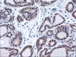 HMOX2 Antibody in Immunohistochemistry (Paraffin) (IHC (P))