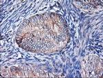 HMOX2 Antibody in Immunohistochemistry (Paraffin) (IHC (P))