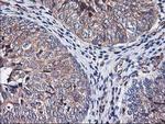 HMOX2 Antibody in Immunohistochemistry (Paraffin) (IHC (P))