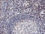 HMOX2 Antibody in Immunohistochemistry (Paraffin) (IHC (P))