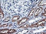 HMOX2 Antibody in Immunohistochemistry (Paraffin) (IHC (P))