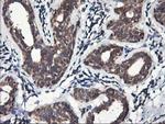 HMOX2 Antibody in Immunohistochemistry (Paraffin) (IHC (P))