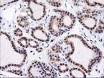 HMOX2 Antibody in Immunohistochemistry (Paraffin) (IHC (P))