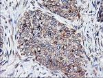 HMOX2 Antibody in Immunohistochemistry (Paraffin) (IHC (P))