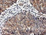 HMOX2 Antibody in Immunohistochemistry (Paraffin) (IHC (P))