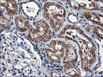 HMOX2 Antibody in Immunohistochemistry (Paraffin) (IHC (P))