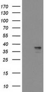 HMOX2 Antibody in Western Blot (WB)