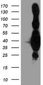 HMOX2 Antibody in Western Blot (WB)