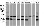 HMOX2 Antibody in Western Blot (WB)