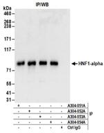 HNF1-alpha Antibody in Immunoprecipitation (IP)