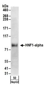 HNF1-alpha Antibody in Western Blot (WB)