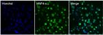 HNF4A Antibody in Immunocytochemistry (ICC/IF)