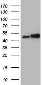 HNRNPH1 Antibody in Western Blot (WB)