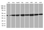 HNRNPH1 Antibody in Western Blot (WB)