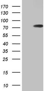 HNRNPL Antibody in Western Blot (WB)