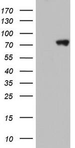 HNRNPM Antibody in Western Blot (WB)