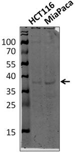 hnRNP DL Antibody in Western Blot (WB)