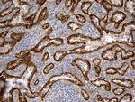 HOMER1 Antibody in Immunohistochemistry (Paraffin) (IHC (P))