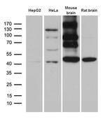 HOMER1 Antibody in Western Blot (WB)