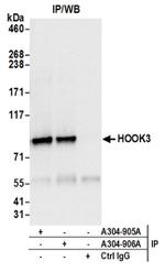 HOOK3 Antibody in Western Blot (WB)