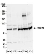 HOOK3 Antibody in Western Blot (WB)