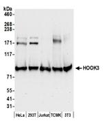 HOOK3 Antibody in Western Blot (WB)