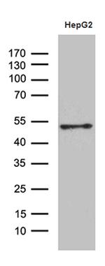 HOXA3 Antibody in Western Blot (WB)