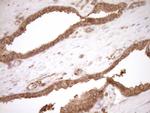 HOXC10 Antibody in Immunohistochemistry (Paraffin) (IHC (P))