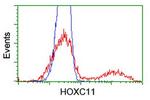 HOXC11 Antibody in Flow Cytometry (Flow)