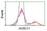 HOXC11 Antibody in Flow Cytometry (Flow)